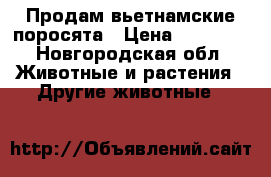 Продам вьетнамские поросята › Цена ­ 35 000 - Новгородская обл. Животные и растения » Другие животные   